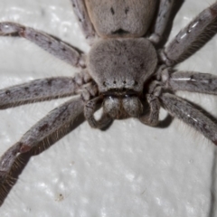 Isopeda (genus) (Huntsman Spider) at Tuggeranong DC, ACT - 27 Jan 2019 by WarrenRowland