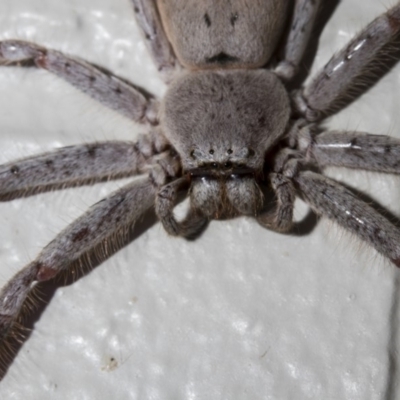 Isopeda (genus) (Huntsman Spider) at Tuggeranong DC, ACT - 27 Jan 2019 by WarrenRowland