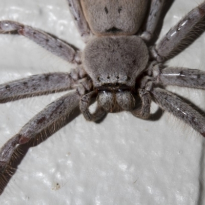 Isopeda sp. (genus) (Huntsman Spider) at Point Hut to Tharwa - 27 Jan 2019 by WarrenRowland
