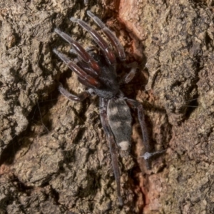 Lampona cylindrata at Tuggeranong DC, ACT - 27 Jan 2019