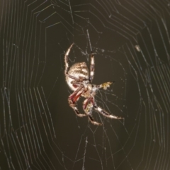 Hortophora sp. (genus) (Garden orb weaver) at Point Hut to Tharwa - 27 Jan 2019 by WarrenRowland