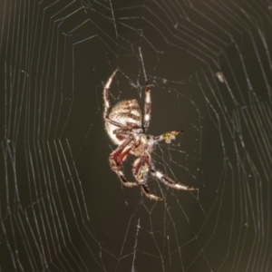 Hortophora sp. (genus) at Tuggeranong DC, ACT - 27 Jan 2019