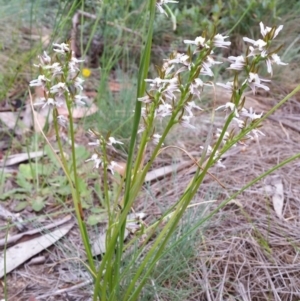 Prasophyllum alpestre at Cotter River, ACT - 27 Jan 2019