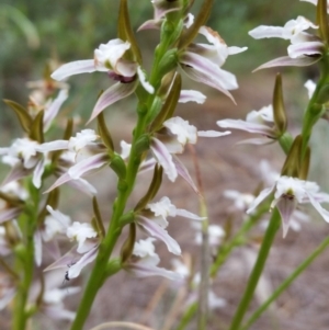 Paraprasophyllum alpestre at Cotter River, ACT - suppressed