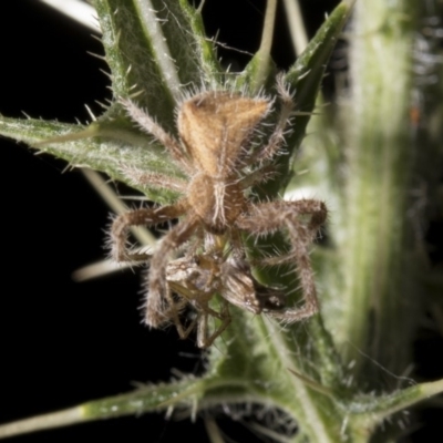 Sidymella hirsuta (Hairy crab spider) at Tuggeranong DC, ACT - 27 Jan 2019 by WarrenRowland