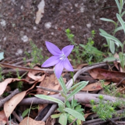 Wahlenbergia gloriosa (Royal Bluebell) at Cotter River, ACT - 27 Jan 2019 by roachie