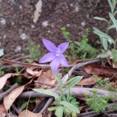 Wahlenbergia gloriosa (Royal Bluebell) at Cotter River, ACT - 27 Jan 2019 by roachie