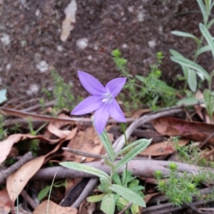 Wahlenbergia gloriosa at Cotter River, ACT - 27 Jan 2019