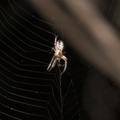 Phonognatha graeffei (Leaf Curling Spider) at Point Hut to Tharwa - 27 Jan 2019 by WarrenRowland