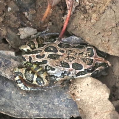 Limnodynastes tasmaniensis (Spotted Grass Frog) at Mount Ainslie - 1 Feb 2019 by jb2602