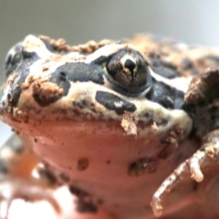 Limnodynastes tasmaniensis at Majura, ACT - 1 Feb 2019