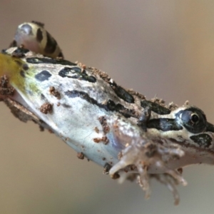 Limnodynastes tasmaniensis at Majura, ACT - 1 Feb 2019