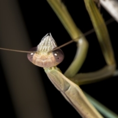 Tenodera australasiae (Purple-winged mantid) at Point Hut to Tharwa - 27 Jan 2019 by WarrenRowland