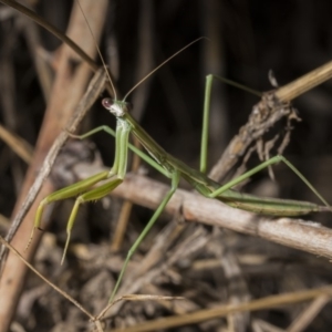 Tenodera australasiae at Tuggeranong DC, ACT - 27 Jan 2019