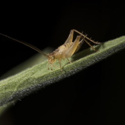 Trigonidiinae sp. (subfamily) (Unidentified winged bush cricket) at Point Hut to Tharwa - 27 Jan 2019 by WarrenRowland