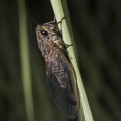 Galanga labeculata (Double-spotted cicada) at Tuggeranong DC, ACT - 27 Jan 2019 by WarrenRowland