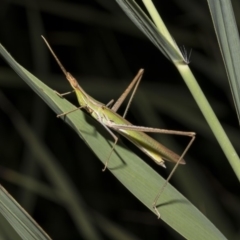 Acrida conica (Giant green slantface) at Tuggeranong DC, ACT - 27 Jan 2019 by WarrenRowland