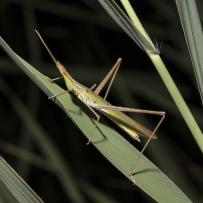 Acrida conica (Giant green slantface) at Tuggeranong DC, ACT - 27 Jan 2019 by WarrenRowland