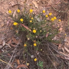 Rutidosis leptorhynchoides (Button Wrinklewort) at Yarralumla, ACT - 31 Jan 2019 by ruthkerruish