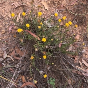 Rutidosis leptorhynchoides at Yarralumla, ACT - 1 Feb 2019