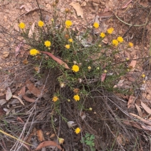 Rutidosis leptorhynchoides at Yarralumla, ACT - 1 Feb 2019 10:00 AM