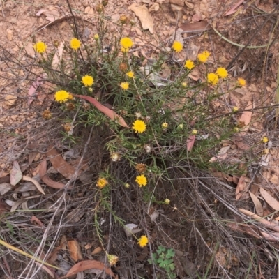 Rutidosis leptorhynchoides (Button Wrinklewort) at Yarralumla, ACT - 1 Feb 2019 by ruthkerruish