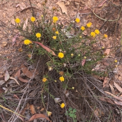 Rutidosis leptorhynchoides (Button Wrinklewort) at Attunga Point - 31 Jan 2019 by ruthkerruish