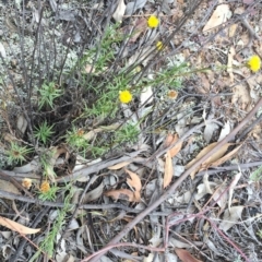 Rutidosis leptorhynchoides at Yarralumla, ACT - 1 Feb 2019 10:00 AM