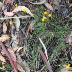 Rutidosis leptorhynchoides at Yarralumla, ACT - 1 Feb 2019 10:00 AM