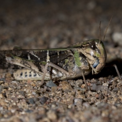 Gastrimargus musicus (Yellow-winged Locust or Grasshopper) at Bonython, ACT - 27 Jan 2019 by WarrenRowland