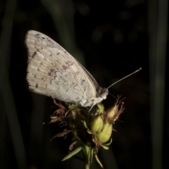 Junonia villida (Meadow Argus) at Barneys Hill/Mt Stranger - 27 Jan 2019 by WarrenRowland