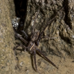 Megadolomedes australianus (Giant water spider) at Point Hut to Tharwa - 27 Jan 2019 by WarrenRowland