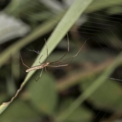Tetragnatha sp. (genus) (Long-jawed spider) at Point Hut to Tharwa - 27 Jan 2019 by WarrenRowland