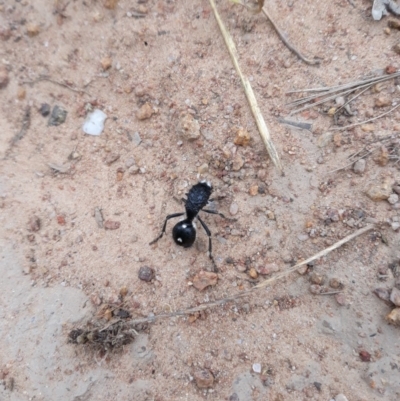 Bothriomutilla rugicollis (Mutillid wasp or velvet ant) at The Pinnacle - 1 Feb 2019 by TomfromOregon
