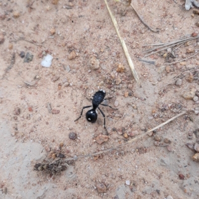 Bothriomutilla rugicollis (Mutillid wasp or velvet ant) at Hawker, ACT - 2 Feb 2019 by TomfromOregon