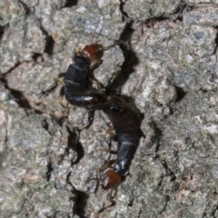 Nesogaster ruficeps (Red-headed earwig) at Point Hut to Tharwa - 27 Jan 2019 by WarrenRowland