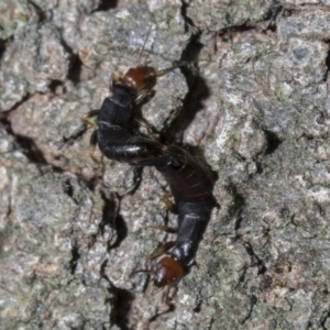 Nesogaster ruficeps at Tuggeranong DC, ACT - 27 Jan 2019