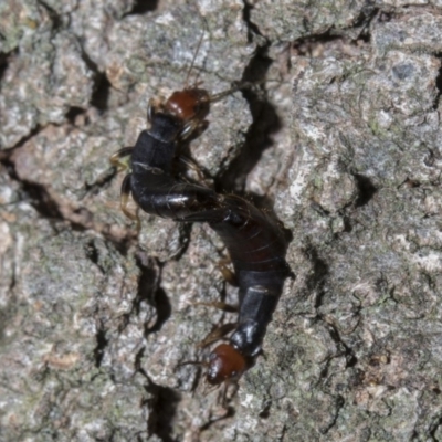 Nesogaster ruficeps (Red-headed earwig) at Tuggeranong DC, ACT - 27 Jan 2019 by WarrenRowland