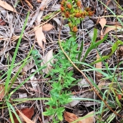 Hypericum perforatum (St John's Wort) at Yarralumla, ACT - 1 Feb 2019 by ruthkerruish