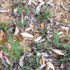 Hypericum perforatum at Yarralumla, ACT - 1 Feb 2019