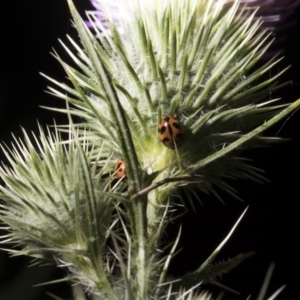 Coccinella transversalis at Tuggeranong DC, ACT - 27 Jan 2019