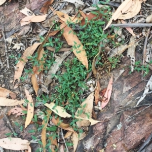 Einadia nutans subsp. nutans at Yarralumla, ACT - 1 Feb 2019