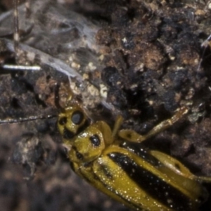 Xanthogaleruca luteola at Gordon, ACT - 27 Jan 2019 09:45 PM