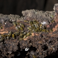 Xanthogaleruca luteola at Gordon, ACT - 27 Jan 2019 09:45 PM