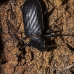 Promethis sp. (genus) (Promethis darkling beetle) at Tuggeranong DC, ACT - 27 Jan 2019 by WarrenRowland