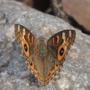 Junonia villida at Conder, ACT - 12 Jan 2019 06:45 PM