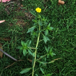 Ludwigia peploides subsp. montevidensis at Yarralumla, ACT - 1 Feb 2019 10:00 AM