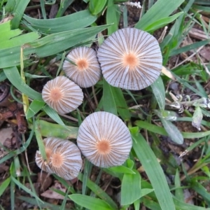 Coprinellus etc. at Acton, ACT - 1 Feb 2019