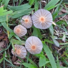 Coprinellus etc. (An Inkcap) at Acton, ACT - 31 Jan 2019 by RodDeb