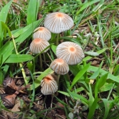 Coprinellus etc. at Acton, ACT - 1 Feb 2019 09:25 AM